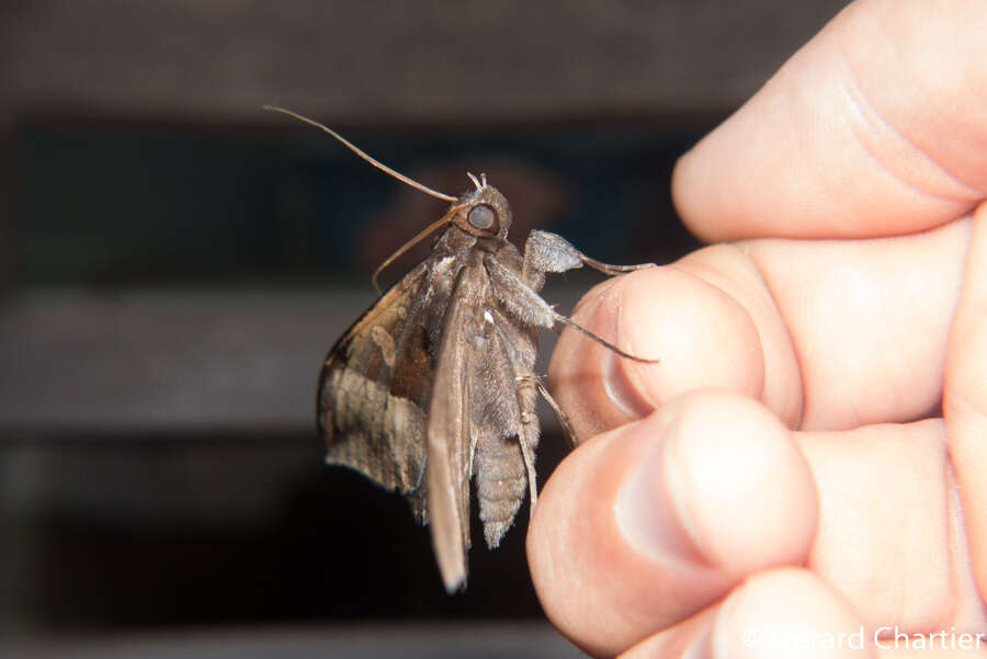 صورة Ischyja hemiphaea Hampson 1926