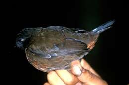 Image of Rufous-breasted Antthrush