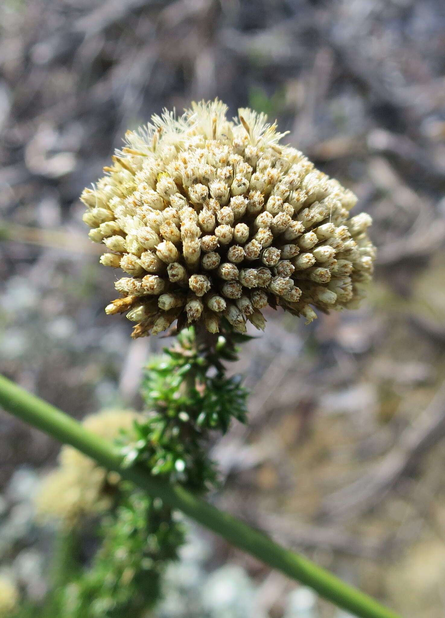 Image of Metalasia luteola P. O. Karis