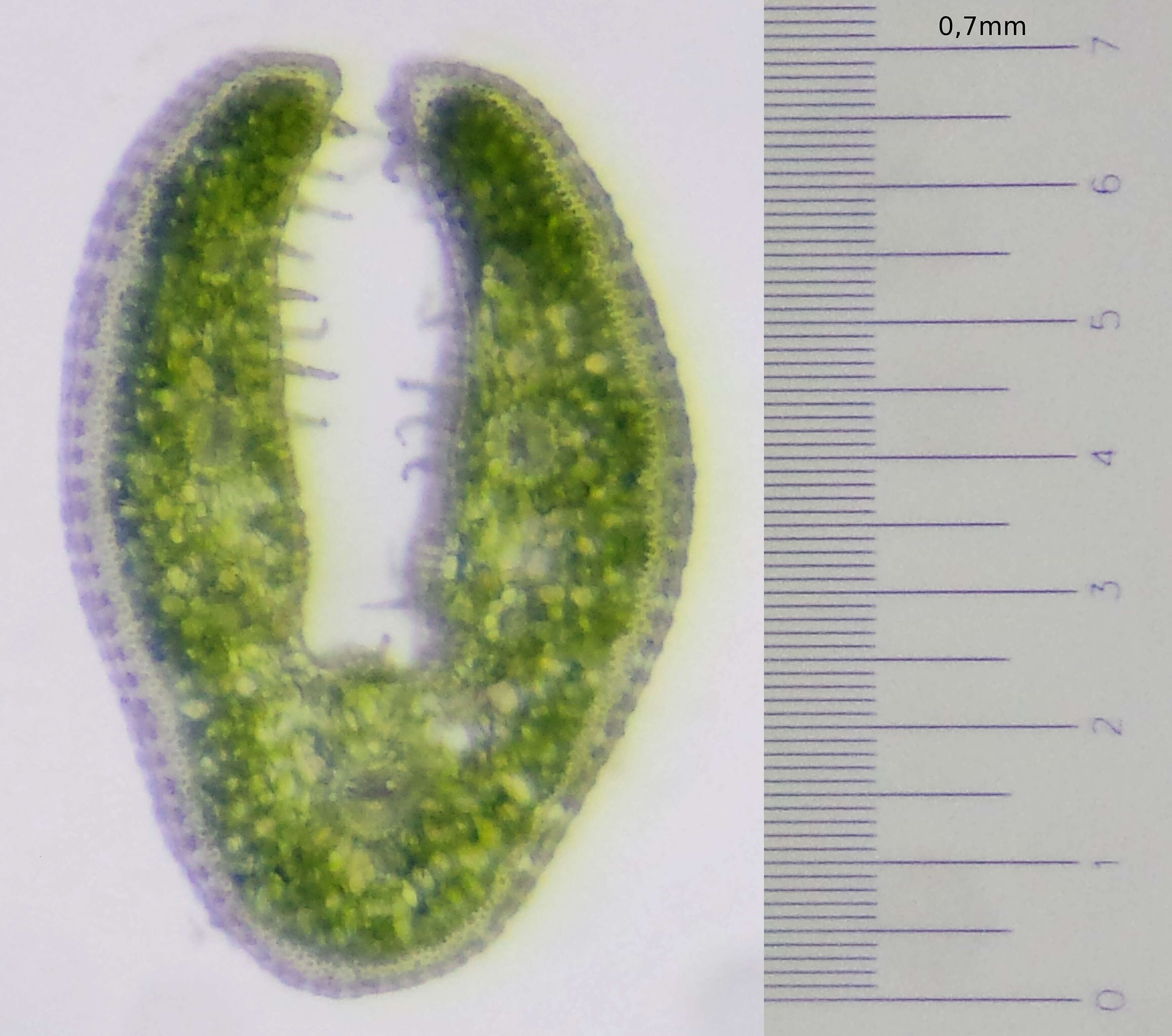 Слика од Festuca pallens Host