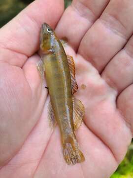 Image of Bronze darter