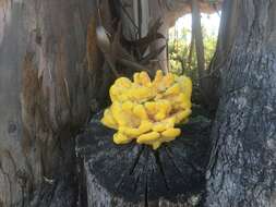 Image of Laetiporus gilbertsonii Burds. 2001