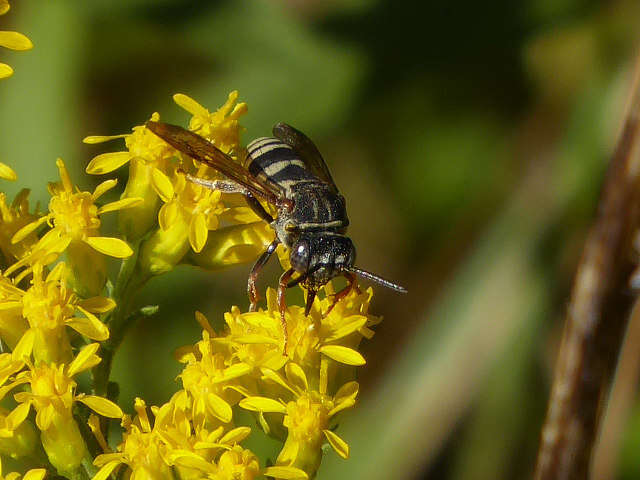 Слика од Epeolus autumnalis Robertson 1902