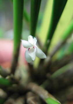 Image of Ceratostylis