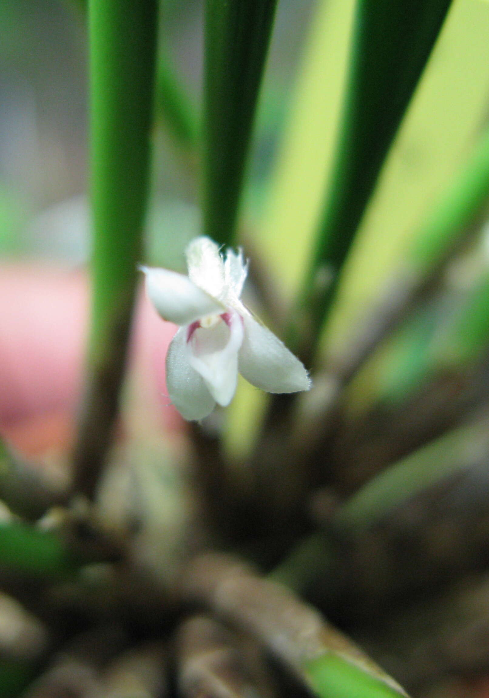 Image of Ceratostylis