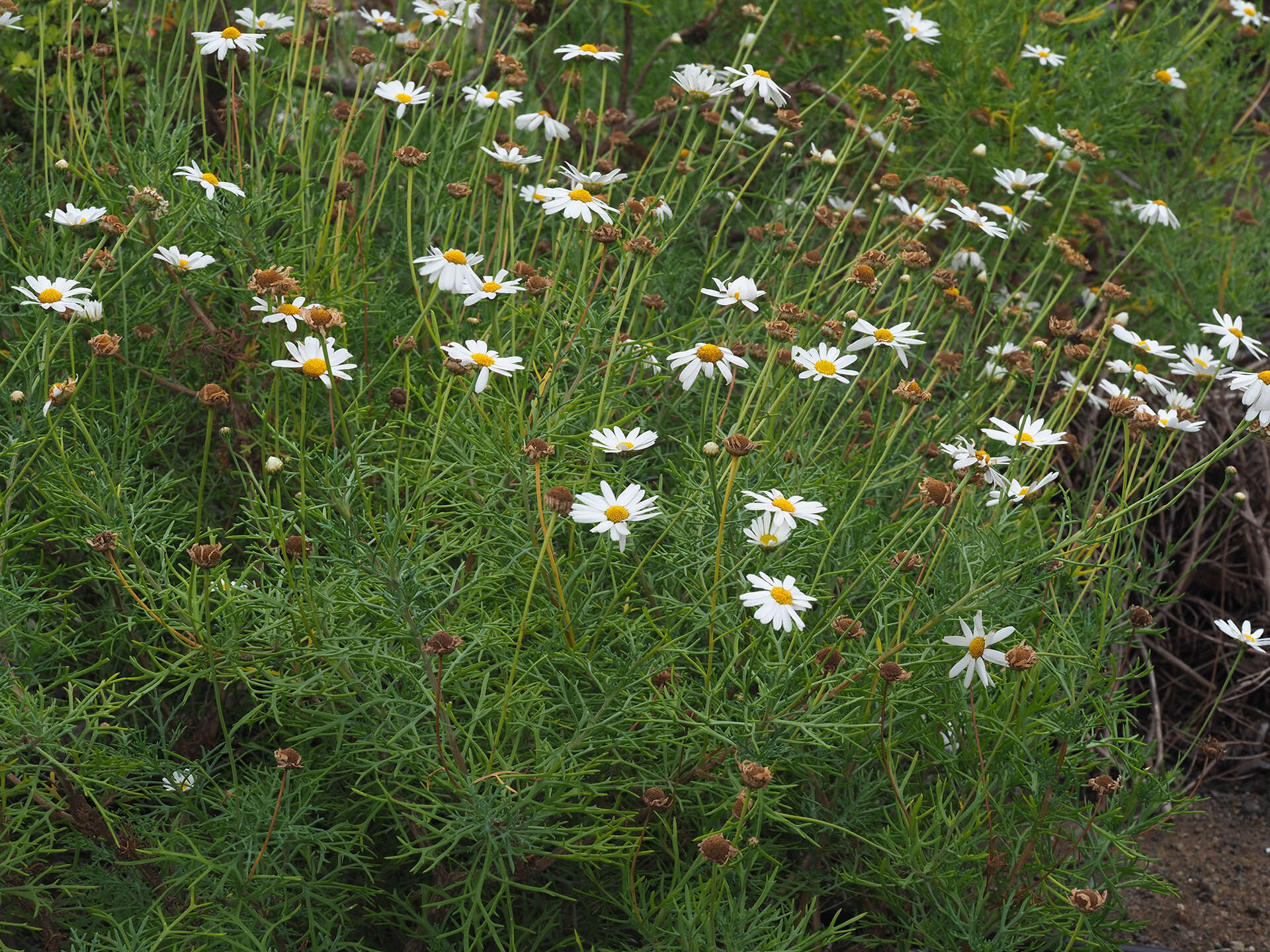 Image of Argyranthemum frutescens subsp. frutescens