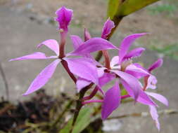 Image of Epidendrum flexuosum G. Mey.