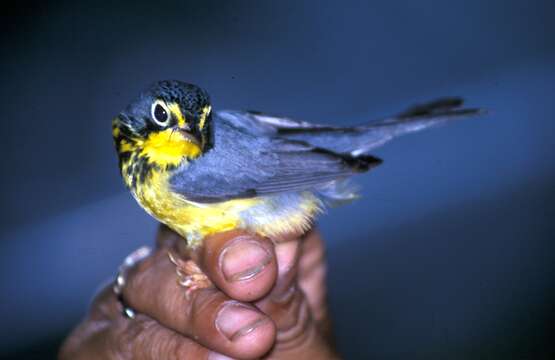 Слика од Cardellina canadensis (Linnaeus 1766)