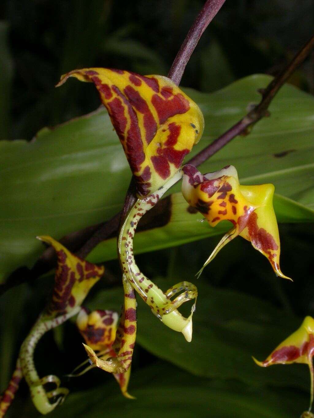 Image of orchid