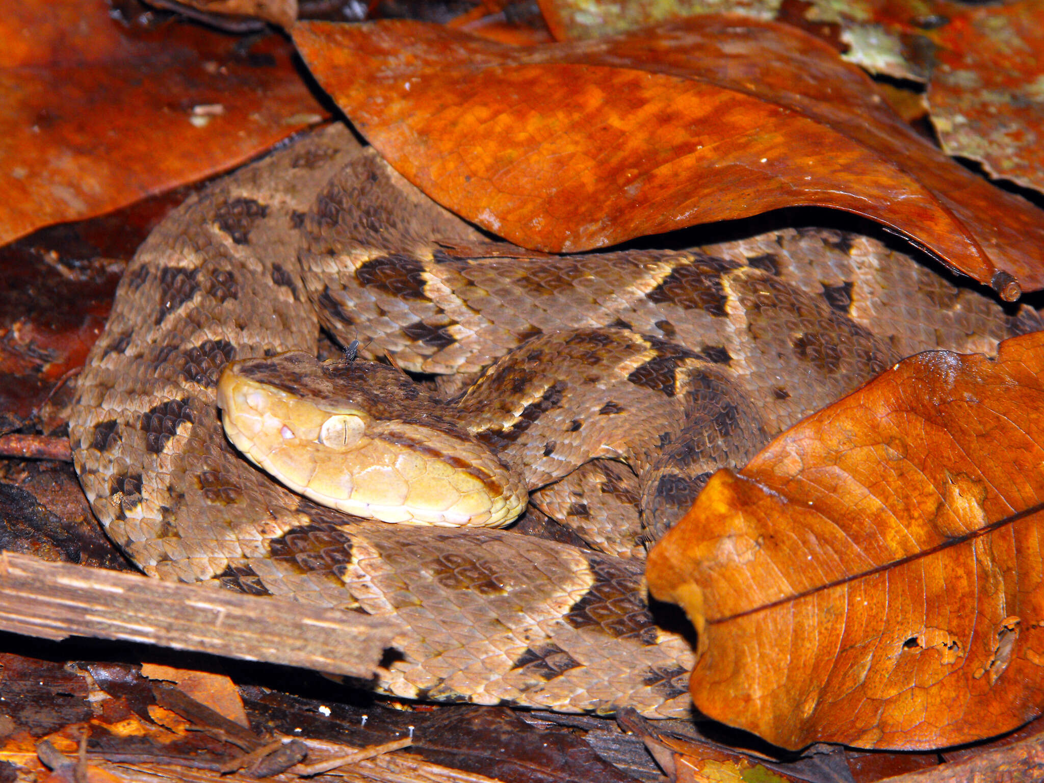 Plancia ëd Bothrops asper (Garman 1883)