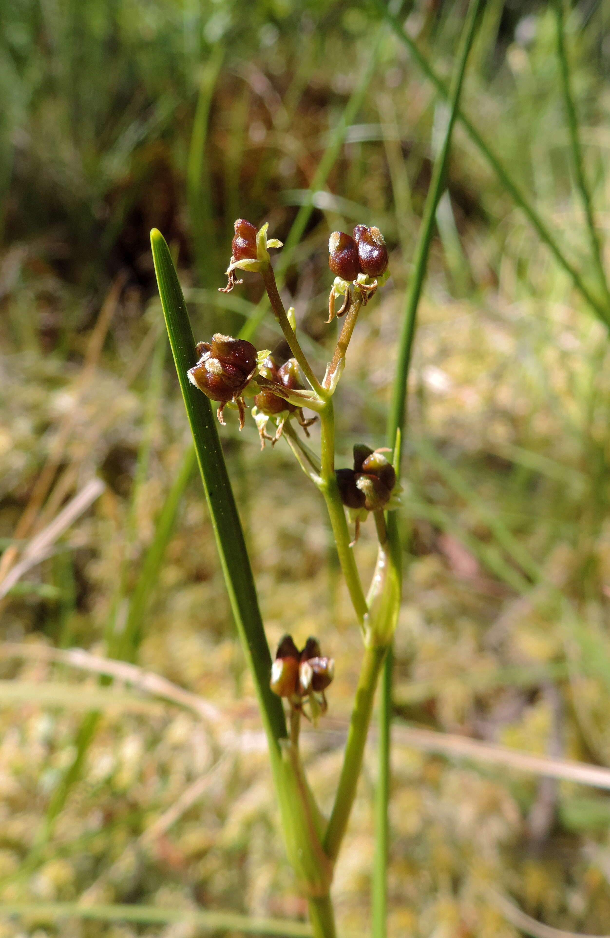 Image of pod-grass family