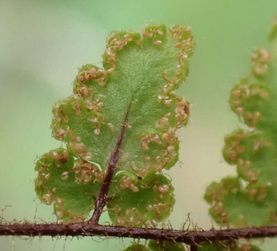 Image of Cheilanthes hirta var. hirta