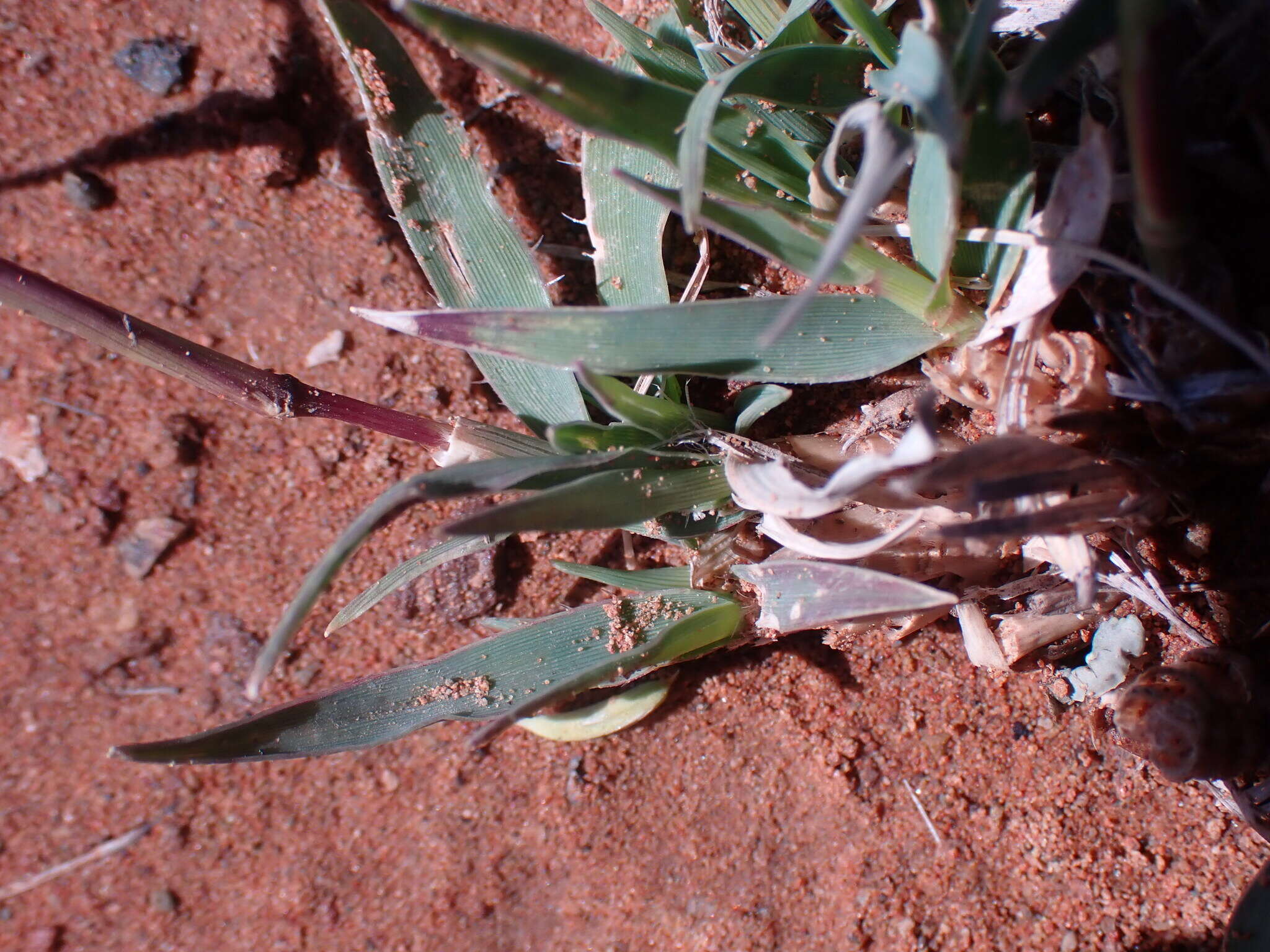 Image of Tragus koelerioides Asch.