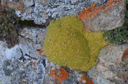 Image of Golden Alpine Sandwort