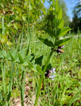 Plancia ëd Vicia sepium L.