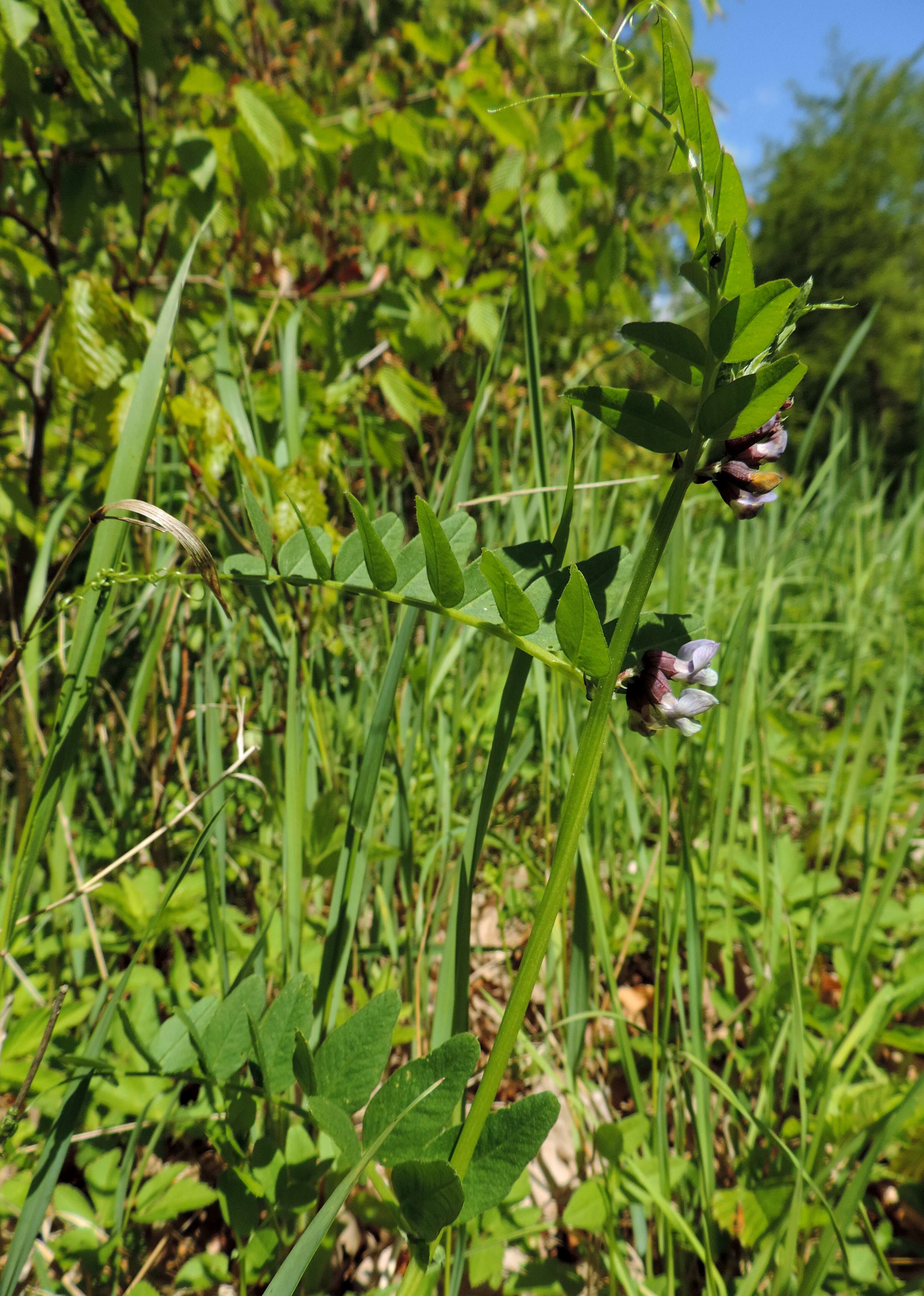 Image of bush vetch