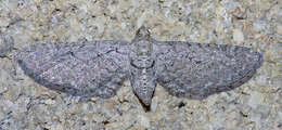 Plancia ëd <i>Eupithecia zygadeniata</i>