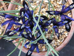 Image of Iris reticulata M. Bieb.