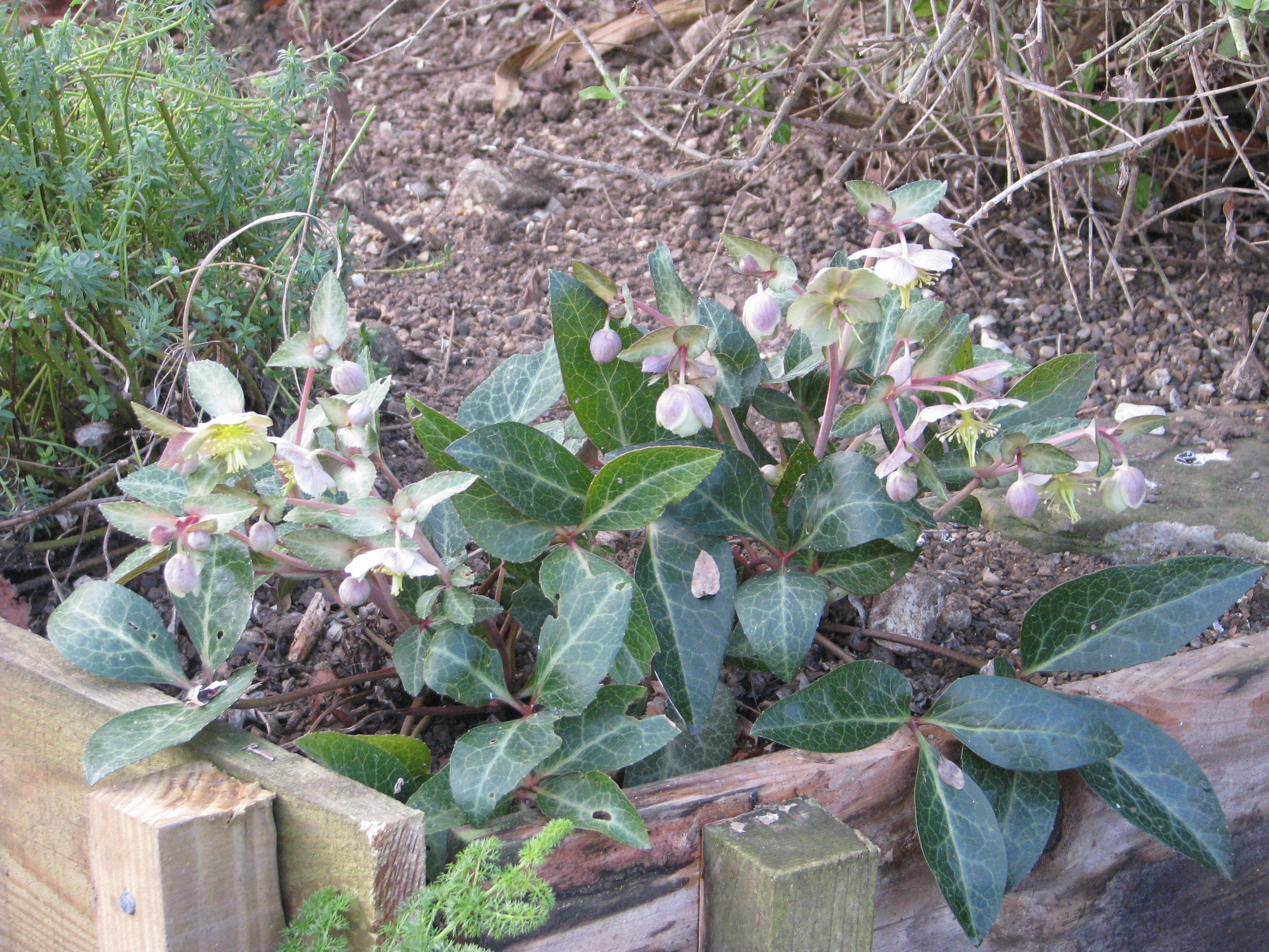 Image of livid hellebore