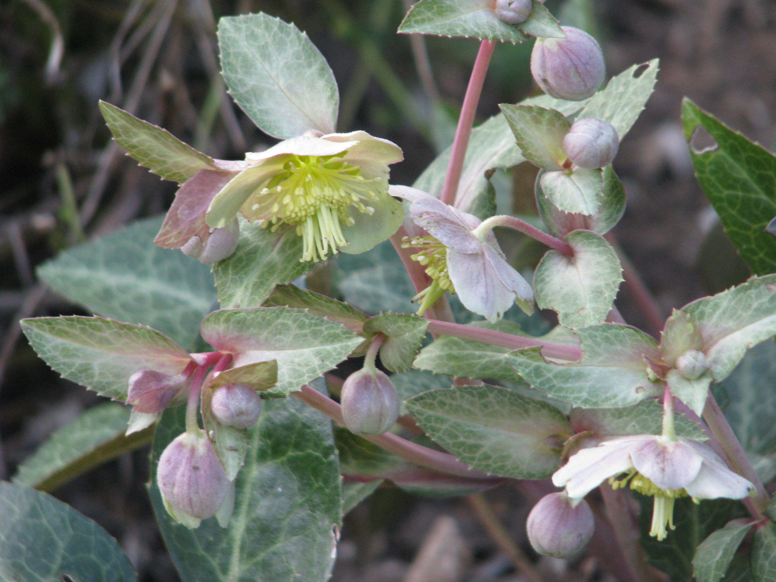 Image of livid hellebore