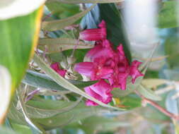 Sivun Buddleja colvilei Hook. fil. & Thomson kuva