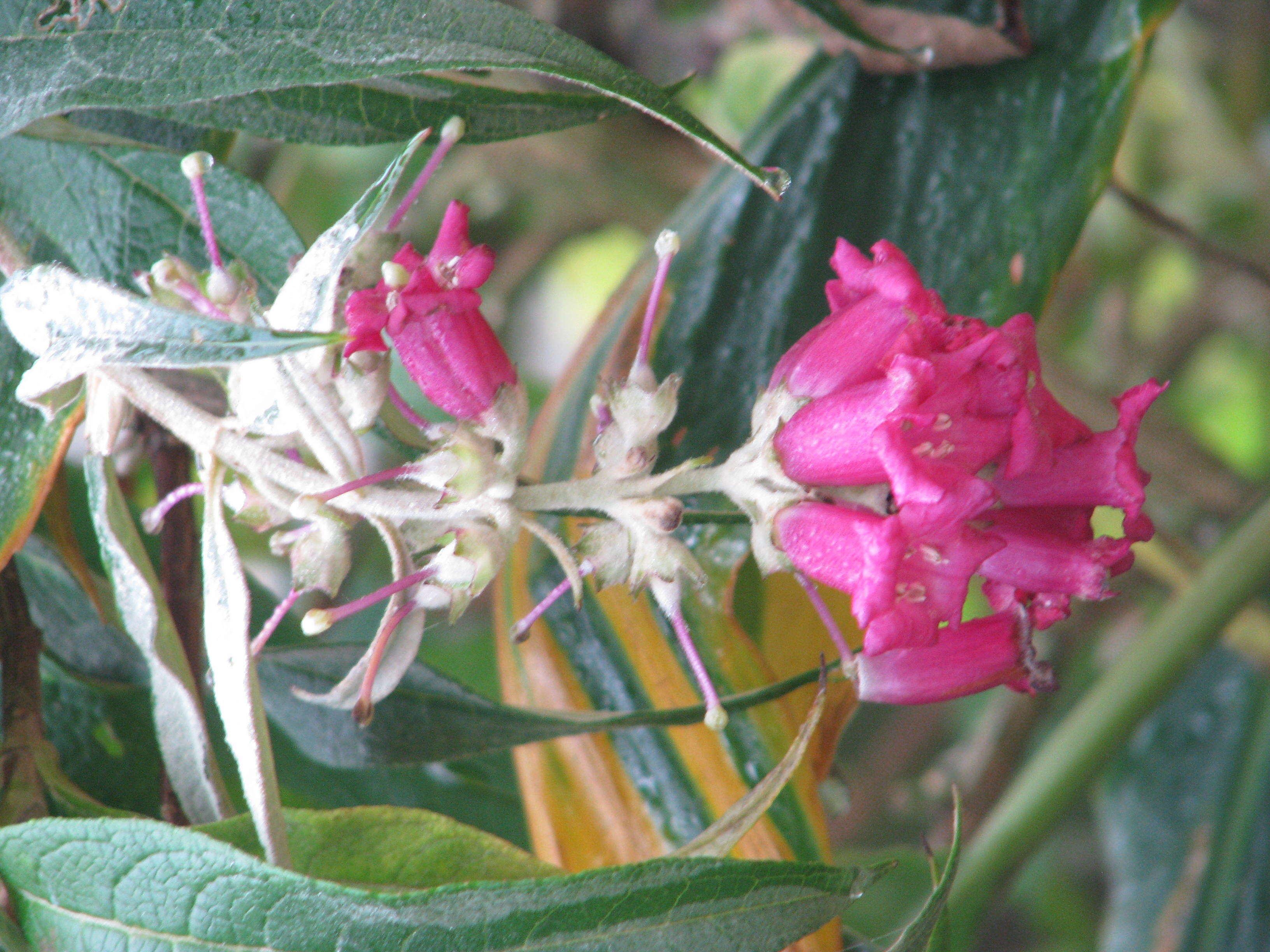 Sivun Buddleja colvilei Hook. fil. & Thomson kuva