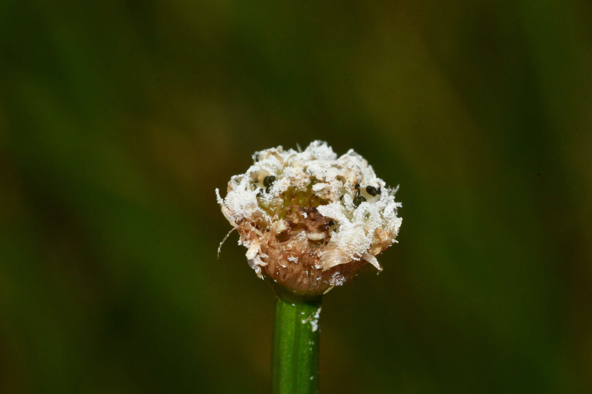 Image of Eriocaulon buergerianum Körn.