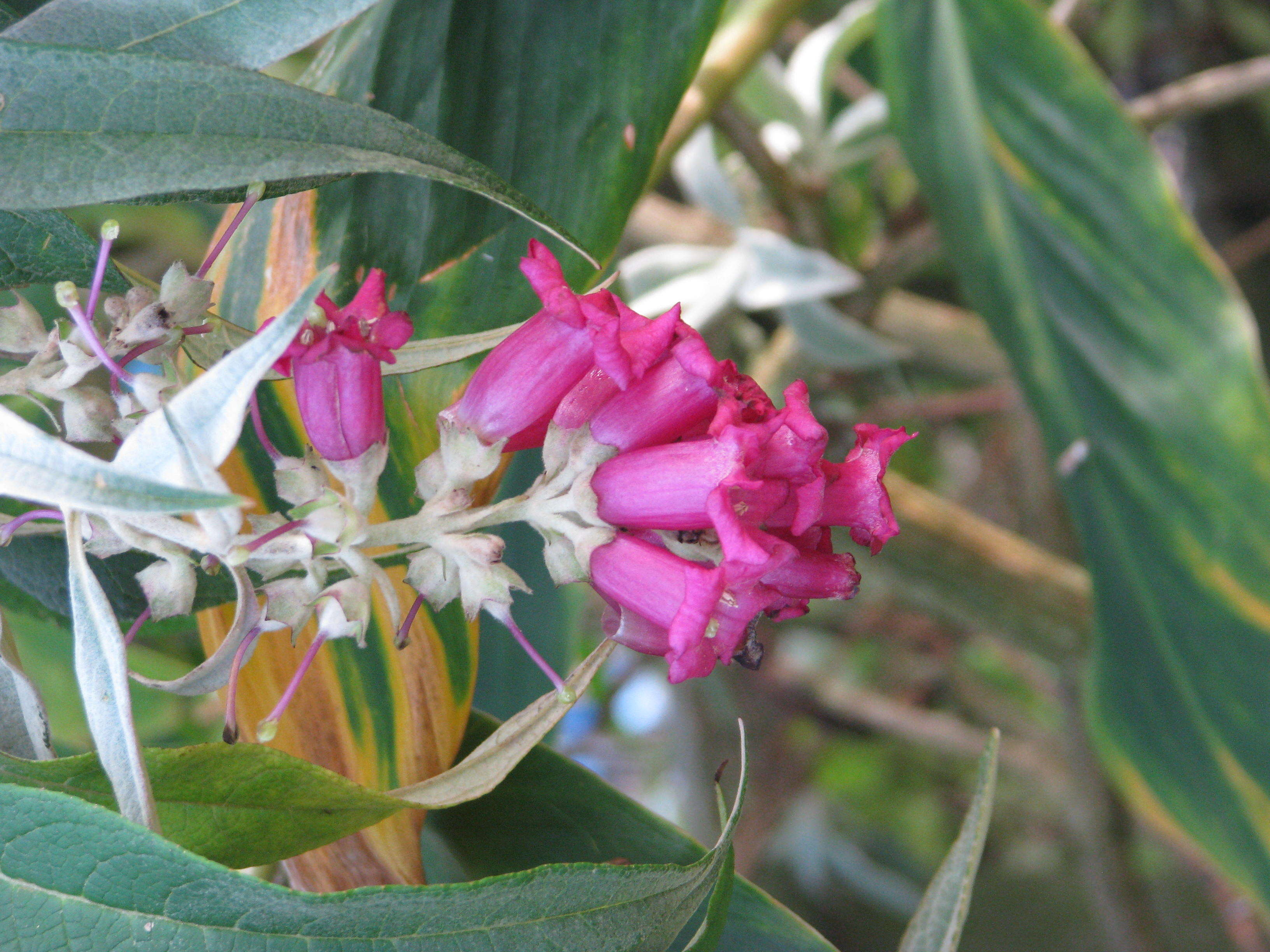 Sivun Buddleja colvilei Hook. fil. & Thomson kuva