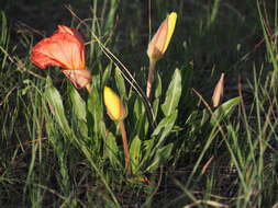 Oenothera howardii (A. Nels.) W. L. Wagner resmi