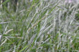 Image of thickspike wildrye