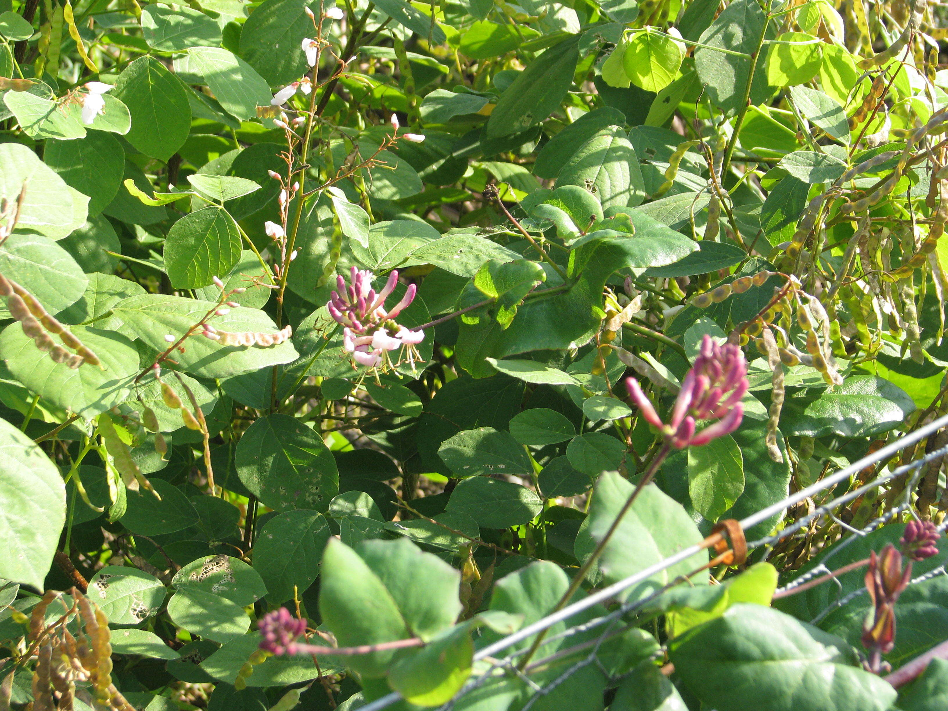 Image of pink honeysuckle