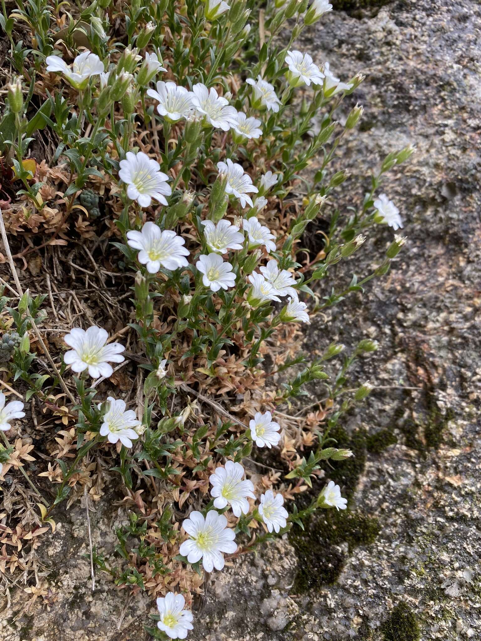 صورة Cerastium soleirolii Duby