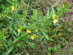 Image of shrubby yellowcrest