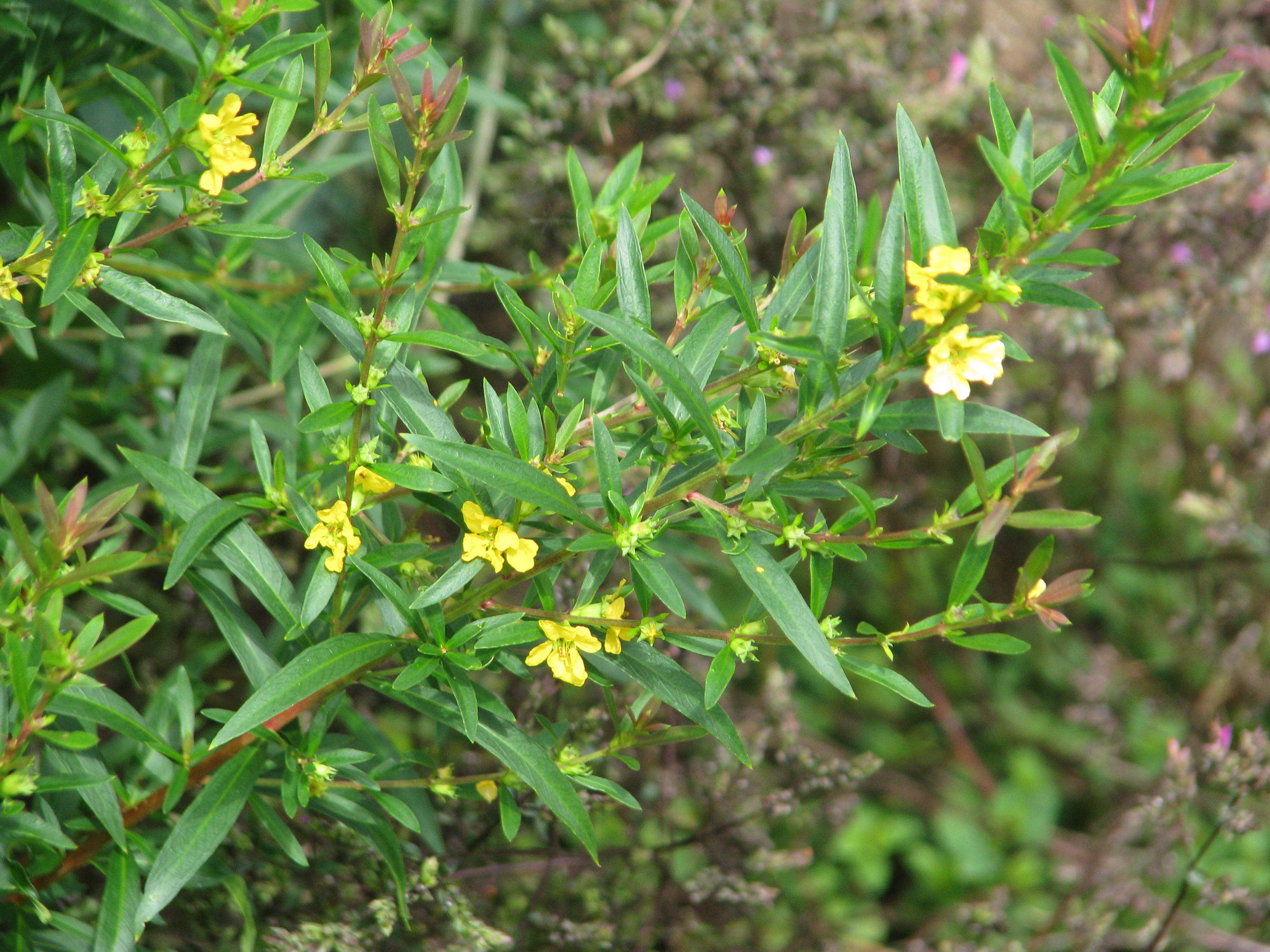 Image of shrubby yellowcrest