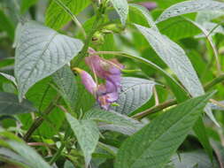 Image of Blue-flowered Impatiens