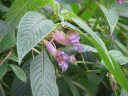 Image of Blue-flowered Impatiens