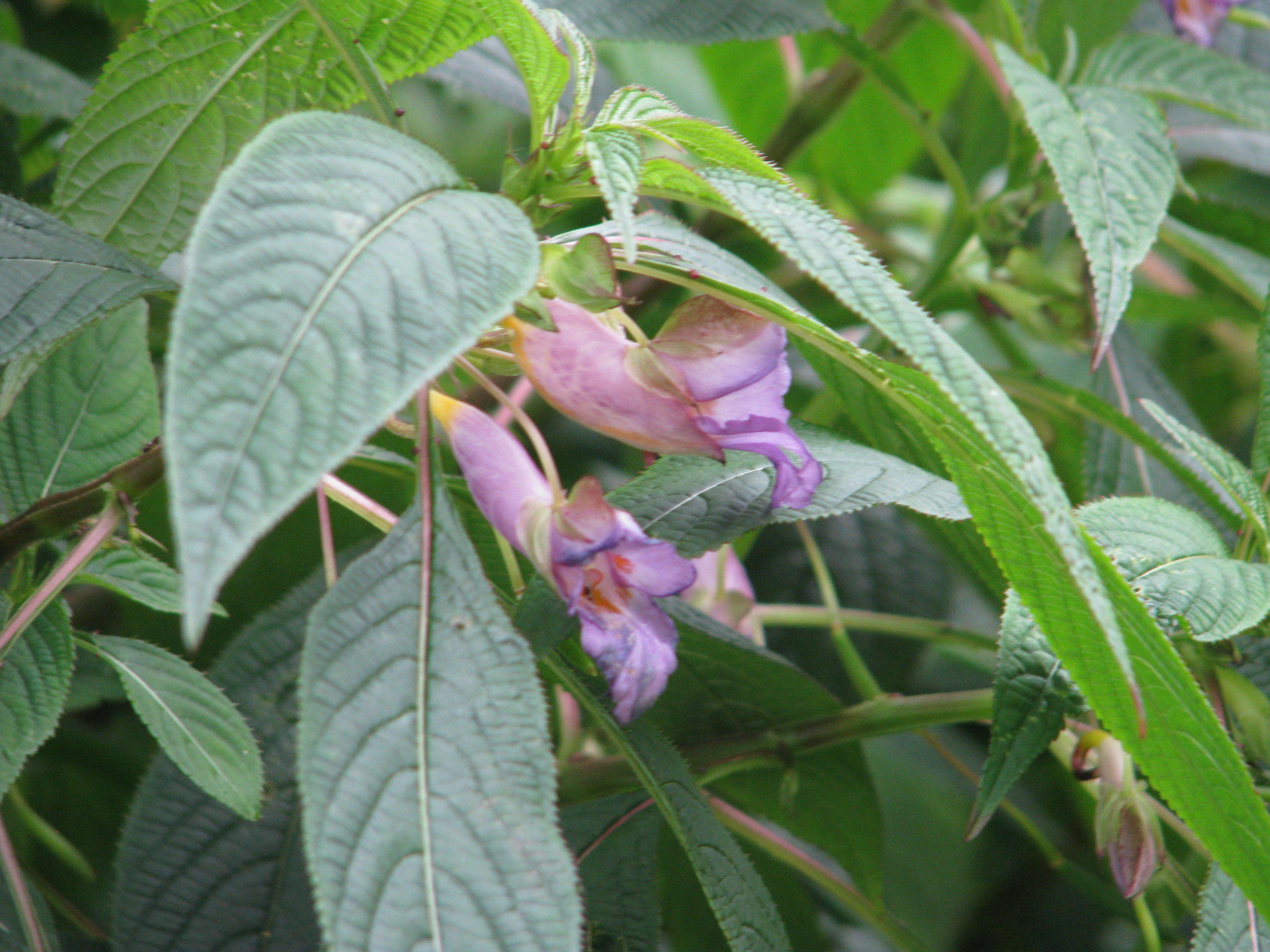 Image of Blue-flowered Impatiens