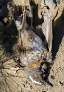 Image of Siberian Thrush