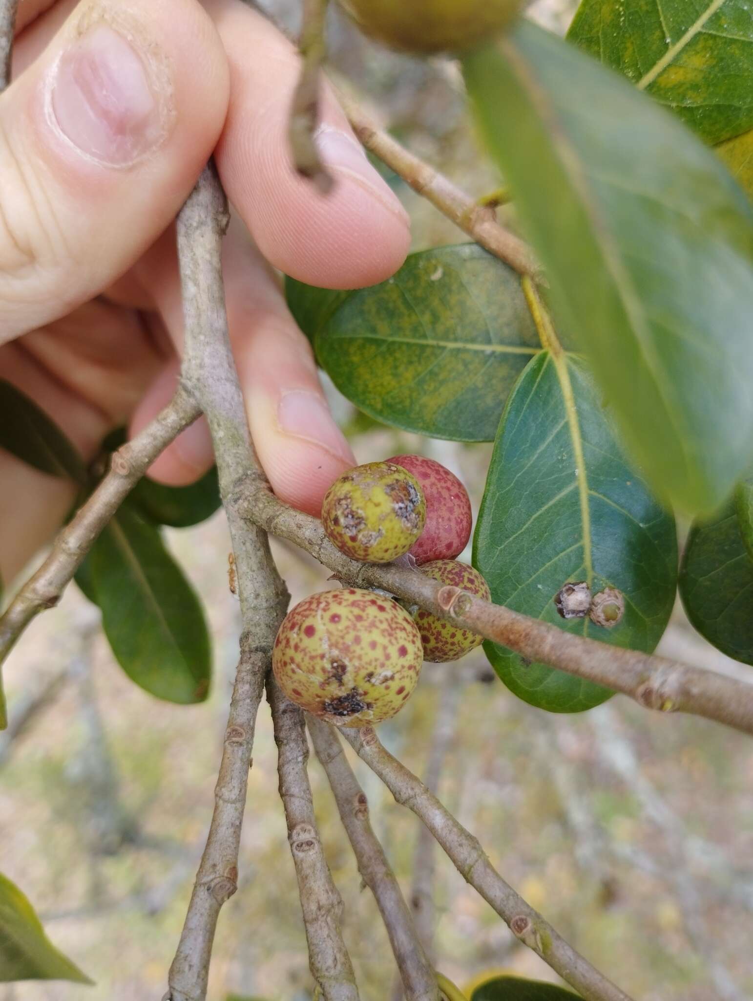 Ficus organensis (Miq.) Miq.的圖片