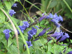 Image of Gentiana asclepiadea L.