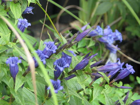 Image of Gentiana asclepiadea L.