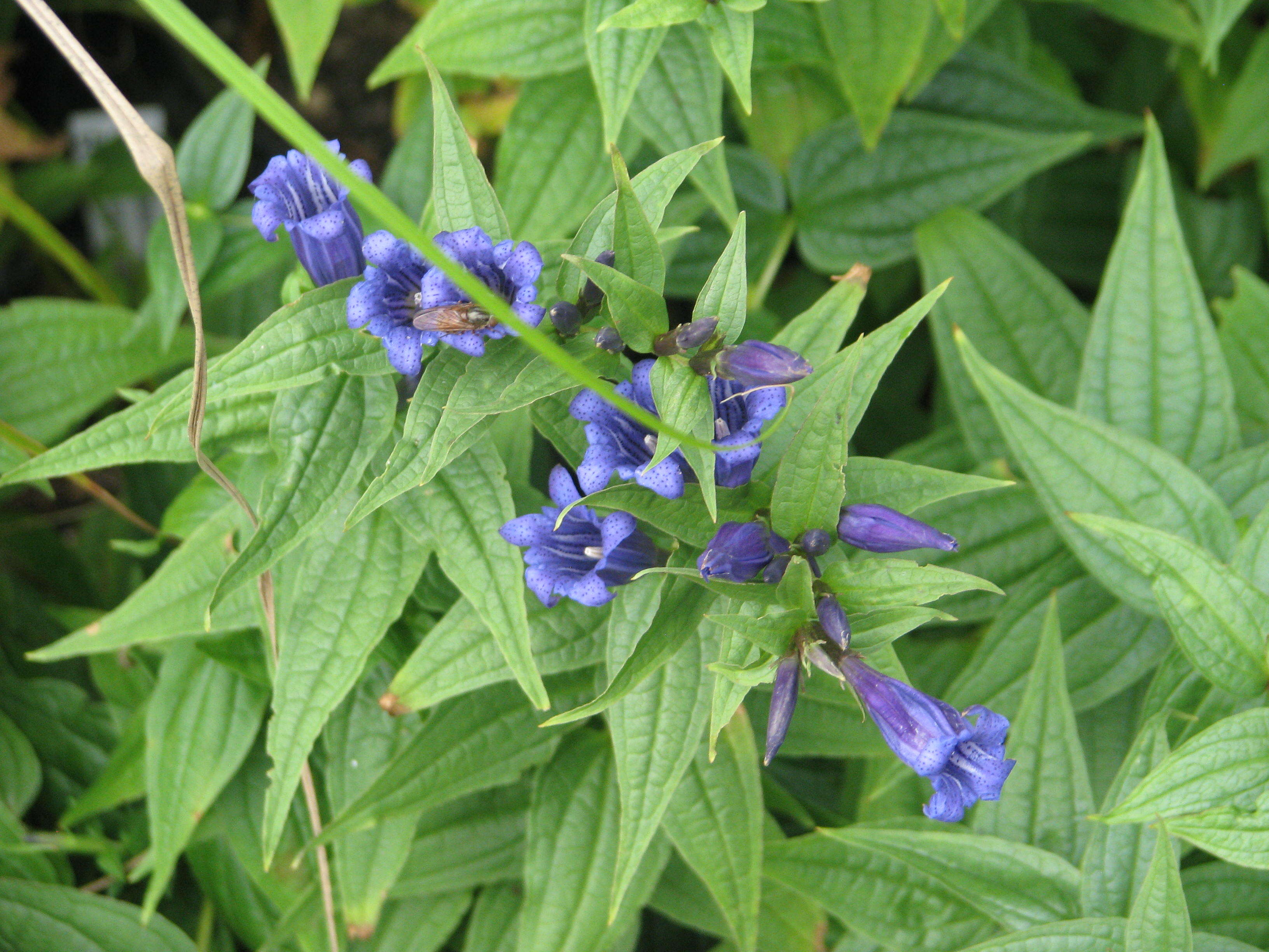 Image of Gentiana asclepiadea L.