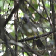 Image of Grey-headed Bristlebill