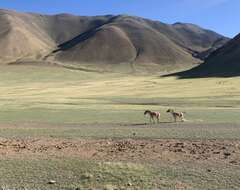 Image of Kiang