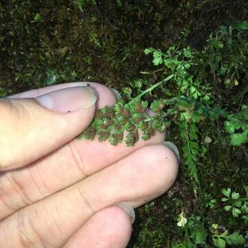 Image of Asplenium laciniatum subsp. tenuicaule (Hayata) Fraser-Jenk.