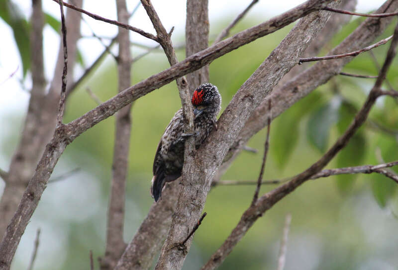 صورة Picumnus albosquamatus d'Orbigny 1840