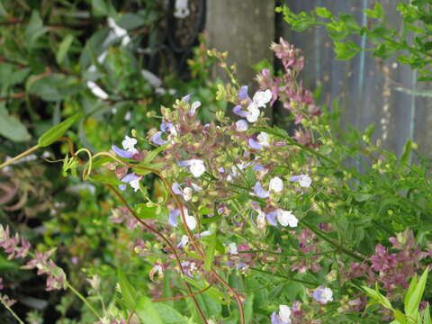 Salvia chamelaeagnea Berg. resmi