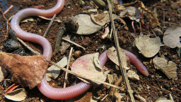 Image of Lang's Worm Lizard