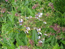 Salvia chamelaeagnea Berg. resmi