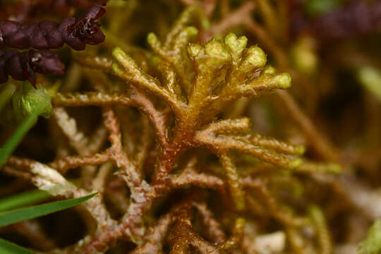 Image of Mastigophora woodsii (Hook.) Nees